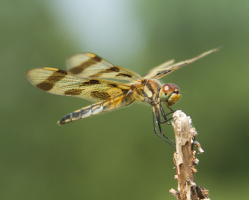 A dragon fly