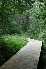 Boardwalk in forest