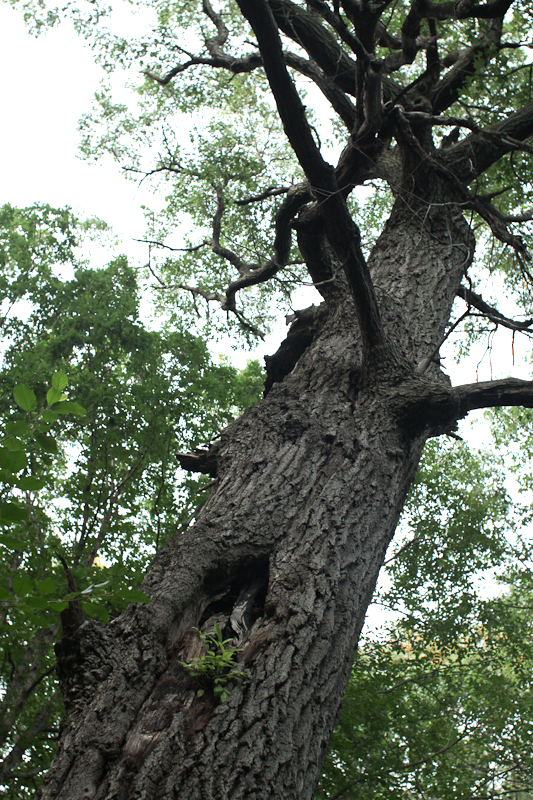 A large tree with many branches