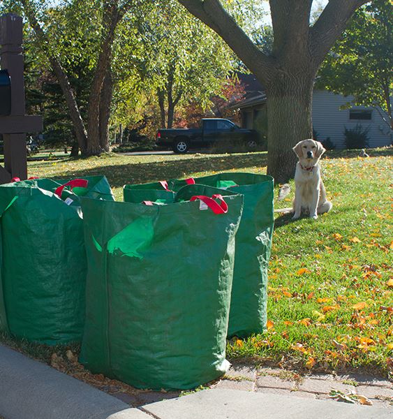 dog behind bags of leaves in a yard