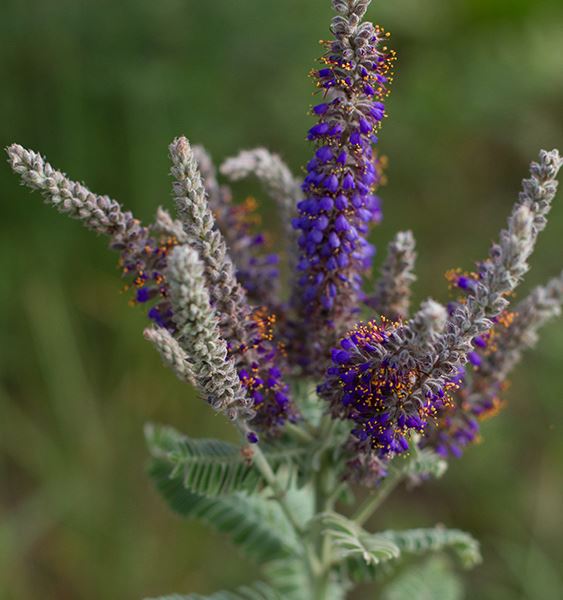 purple flowers in full bloom