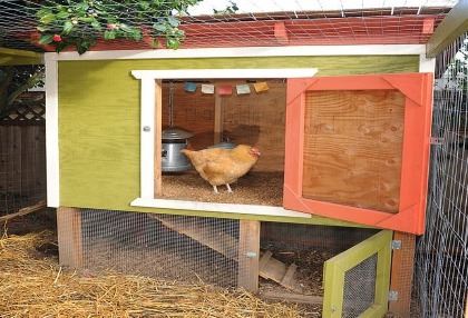 chicken with coop