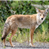 Coyotes