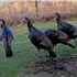 Wild Turkeys
