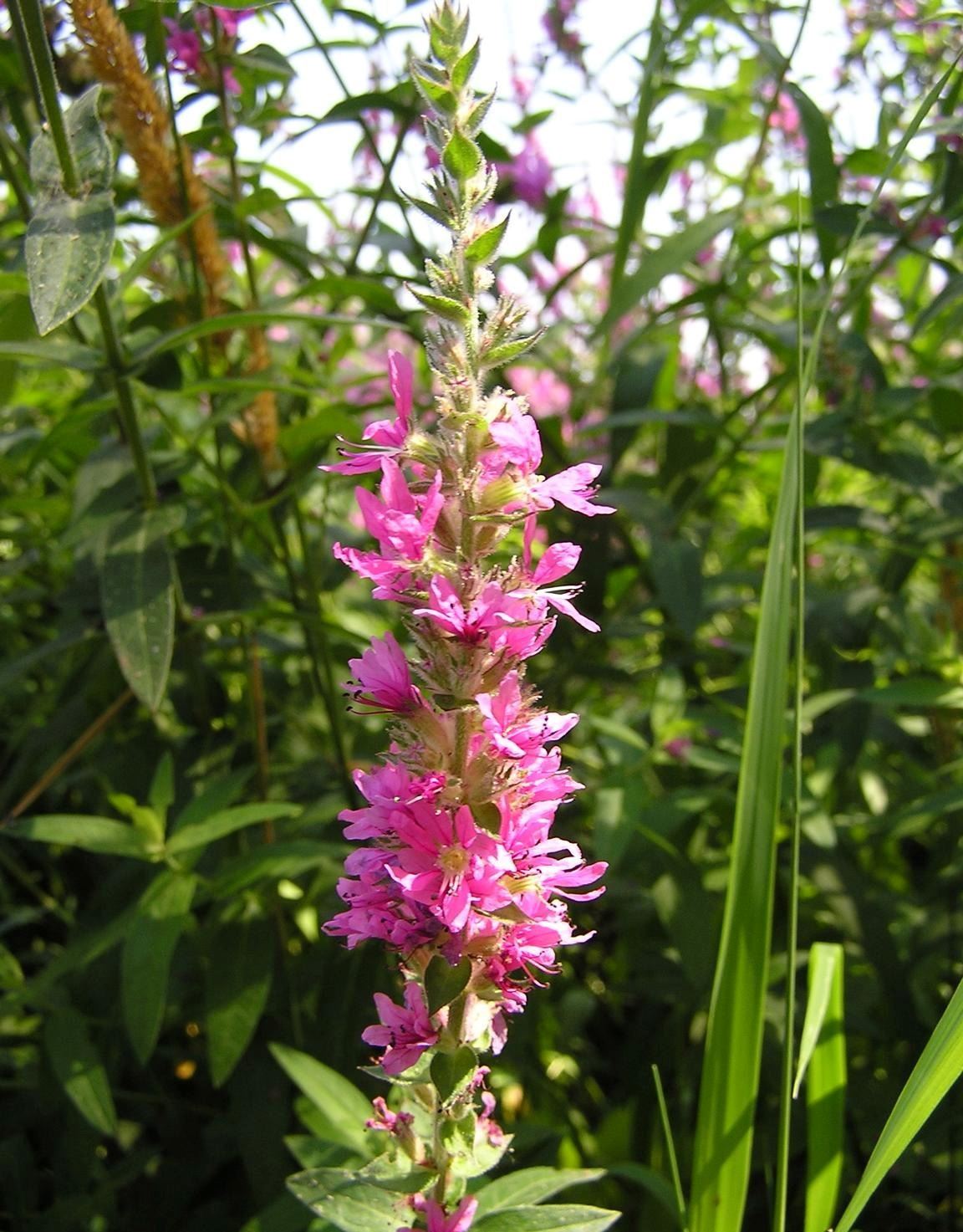 Closeup of Purple Loosestrife in Bloom with bright sunny background