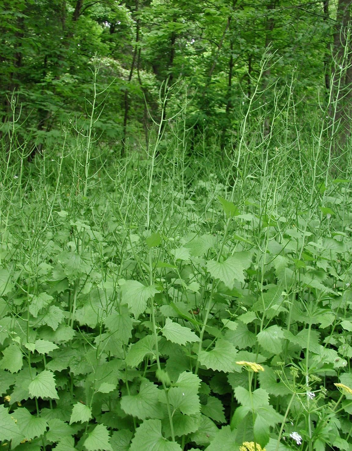 Garlic Mustard Infestation