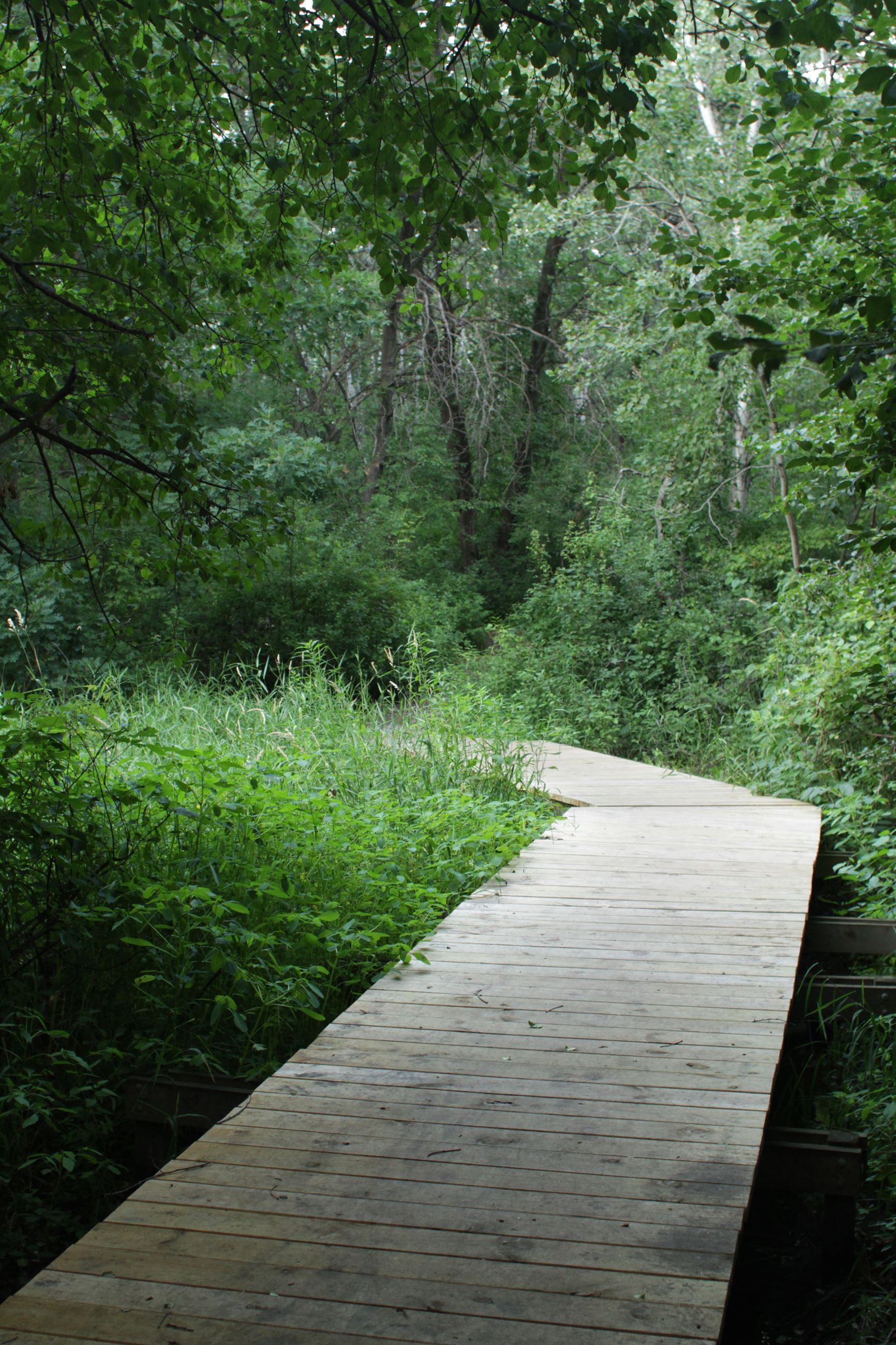 Crepeau Nature Reserve Trail in the Summer