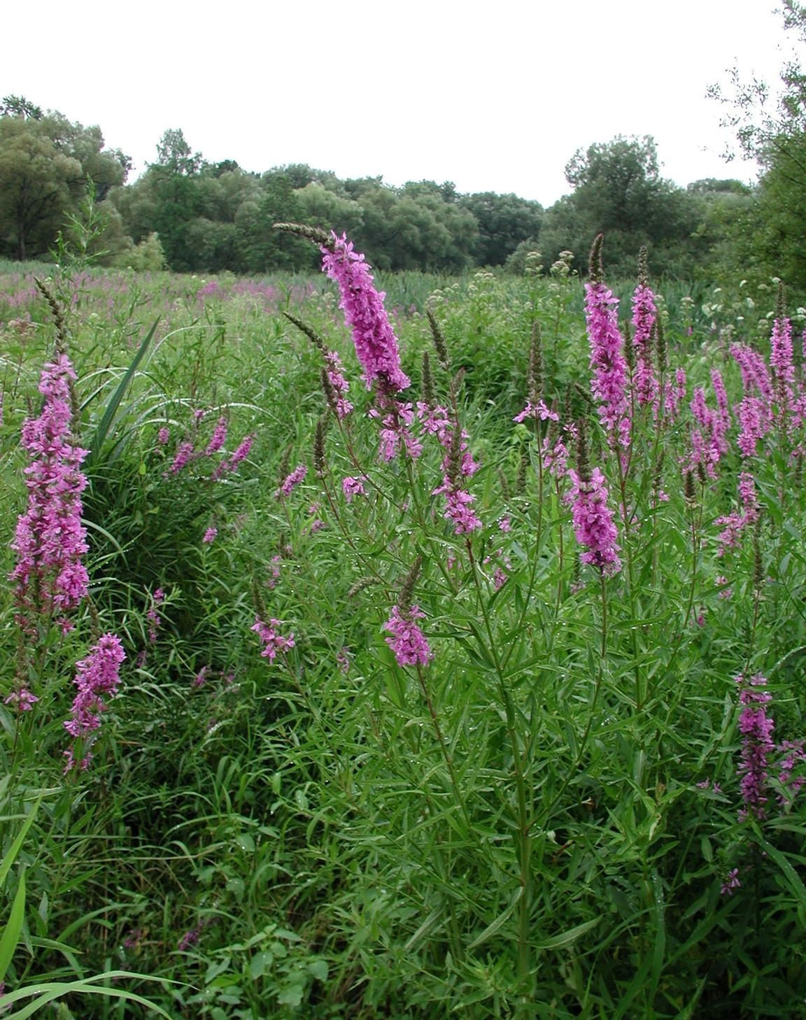 Purple Loosestrife in Bloom in a Wetland area